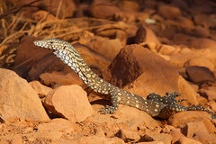 Varanus giganteus
