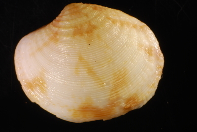 Representative image of Globivenus