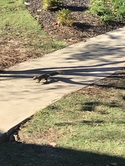 Sciurus carolinensis