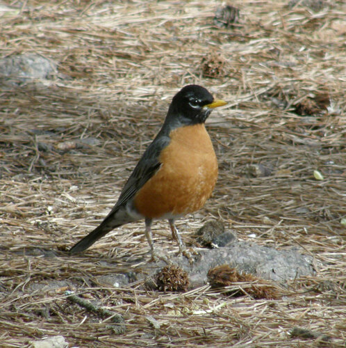 American Robin photographed in Georgia