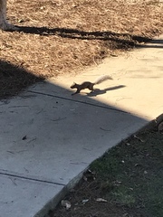 Sciurus carolinensis