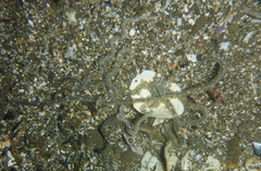 Amphiodia occidentalis