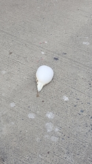 Sphoeroides maculatus