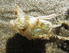 Cymothoida