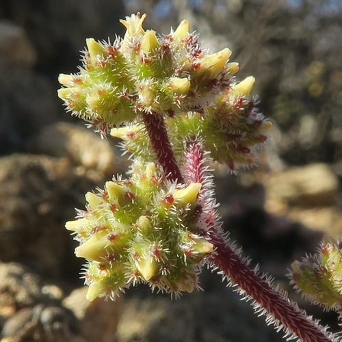 Crassula hirtipes