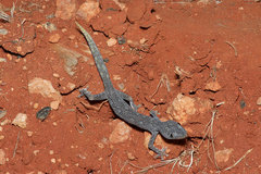 Strophurus ciliaris aberrans