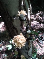 Dothideomycetes