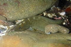 Cebidichthys violaceus