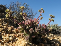 Crassula hirtipes