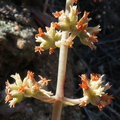 Crassula pseudohemisphaerica