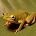 Cinnamon-bellied Reed Frog - Photo (c) Brian Gratwicke, some rights reserved (CC BY)