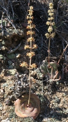 Crassula pseudohemisphaerica