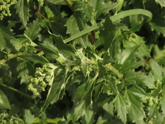 Chenopodium