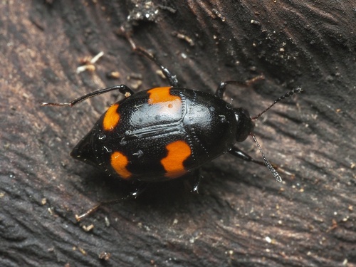 Orange-spotted Scaphidium photo 2