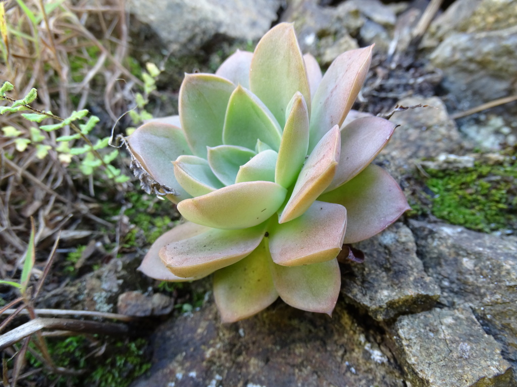 Echeveria eurychlamys, Jaén Province, Peru