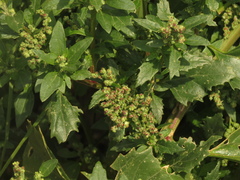 Chenopodium