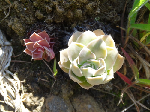 Echeveria eurychlamys
