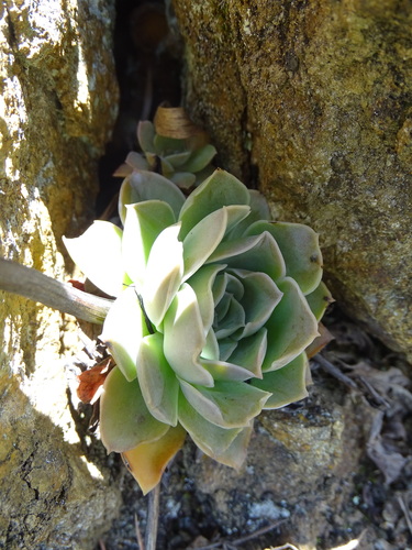 Echeveria eurychlamys