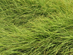 Cenchrus clandestinus