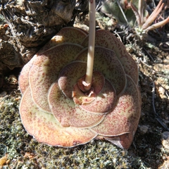 Crassula pseudohemisphaerica