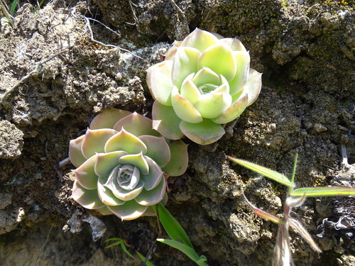 Echeveria eurychlamys