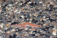 Rhynchoedura ornata