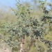 Acacia laeta