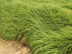 Cenchrus clandestinus