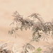 Acacia etbaica