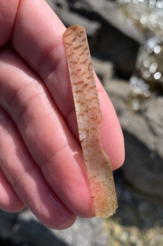 Oceanski porost (Posidonia oceanica)