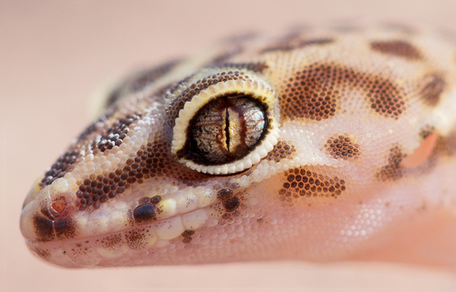 Western Banded Gecko