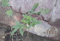 Vitex agnus-castus