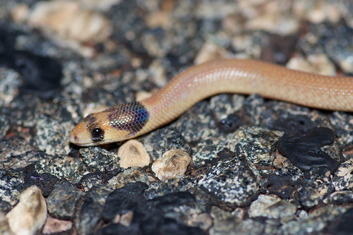 Western hooded scaly-foot