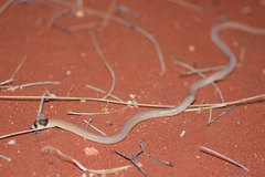 Pygopus nigriceps