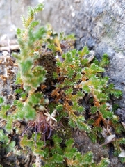 Selaginella eremophila