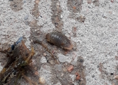 Cymothoida