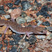 Desert Fat-tailed Gecko - Photo (c) John Sullivan, some rights reserved (CC BY-NC), uploaded by John Sullivan