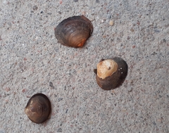 Corbicula fluminalis