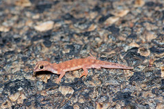Rhynchoedura ornata