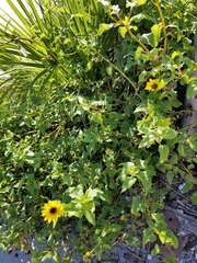 Helianthus debilis image