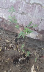Vitex agnus-castus