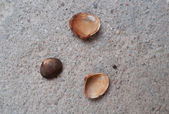 Corbicula fluminalis