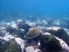 Loggerhead Turtle