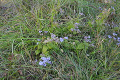 Conoclinium coelestinum