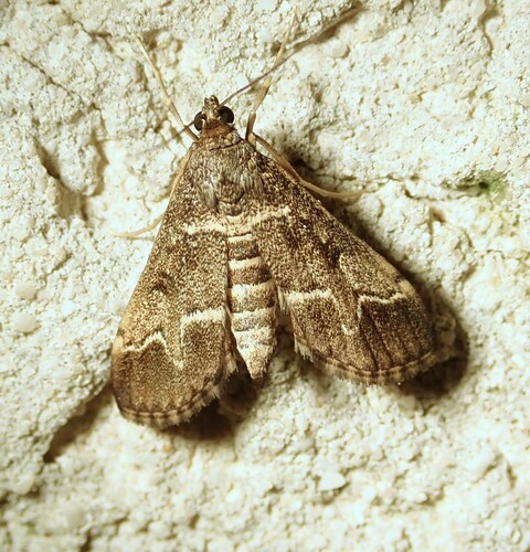 Duponchelia fovealis