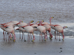 Phoenicoparrus jamesi