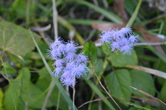 Conoclinium coelestinum