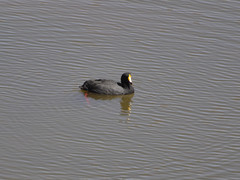 Fulica gigantea