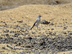 Muscisaxicola rufivertex