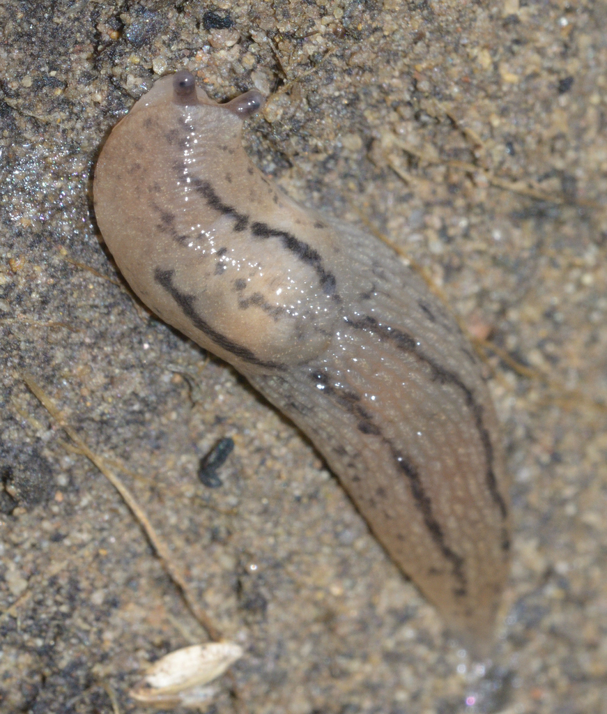 Tree Band Slugs Threeband Slugs from Goleta, CA, USA on March 31, 2023 at 04:32 PM by ...